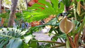 a bunch of green plants in a garden at Residence Villaggio Verde in Sorrento