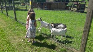 Tiere im Ferienhaus oder in der Nähe