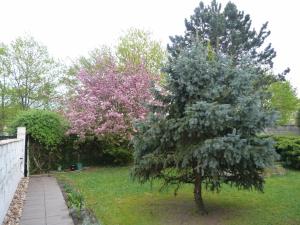 a tree in a yard next to a sidewalk at Maison MARYSA in Mérignac