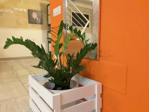 a potted plant in a white cabinet in a room at Sassi SediciDiciotto in Matera
