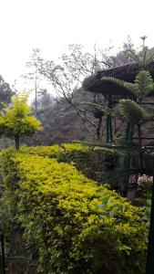 un champ de fleurs jaunes à côté d'un bâtiment dans l'établissement Green House, à Nallathanniya