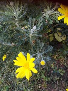 ロアーノにあるB&B Fantasiaの草の中の黄色い花の群れ