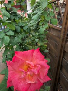 A garden outside La Porta Nel Giardino
