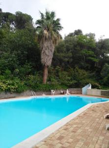 una piscina azul con una palmera en el fondo en Albergaria do Lageado en Monchique