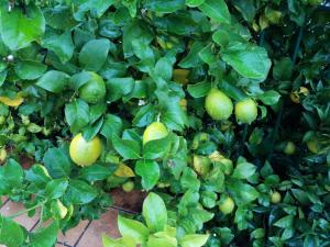 Jardín al aire libre en Casa A Chairiña y A Revolta