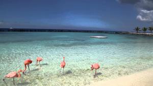a group of flamingos standing in the water on a beach at Brown Studio Apartment in Palm-Eagle Beach