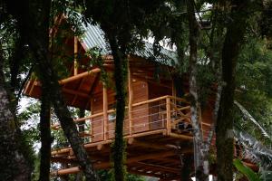 ein Baumhaus inmitten von Bäumen in der Unterkunft Casa na Árvore in Santa Cruz do Sul