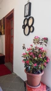 a plant in a pot next to a wall with a clock at Passion Apartment in Pécs
