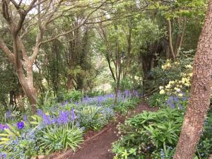 a garden with purple flowers and trees at Cashmere Hills B&B in Christchurch