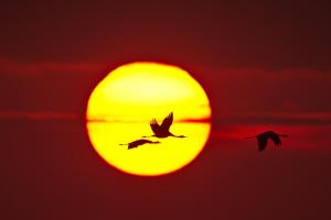 dos pájaros volando delante del sol en Ferienhaus Tura, en Pruchten