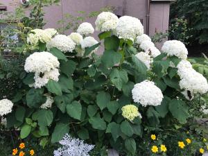 a bunch of white hydrangeas in a garden at Koukaso in Eniwa