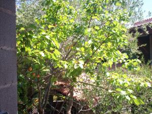 Gallery image of La Dea Madre in Stintino