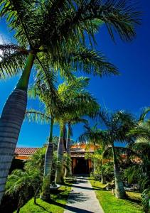 a row of palm trees next to a walkway at Villa Baobá in Búzios