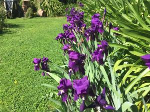 a bunch of purple flowers in a garden at bluebird cottage in Angaston