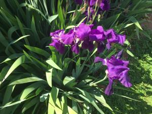 a bunch of purple flowers in a garden at bluebird cottage in Angaston