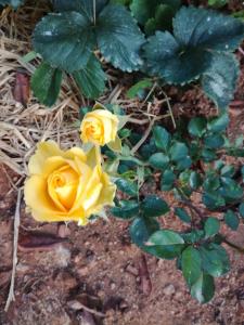 Foto dalla galleria di Sincere Wilderness Home stay a Nuwara Eliya