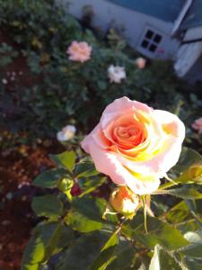 Giardino di Sincere Wilderness Home stay