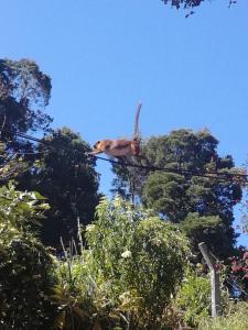 Foto dalla galleria di Sincere Wilderness Home stay a Nuwara Eliya