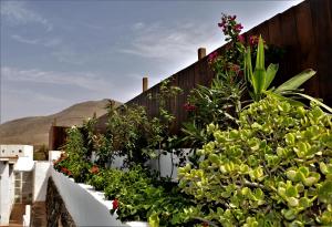 a garden with plants and flowers on a fence at Villa Abraham in Tefía