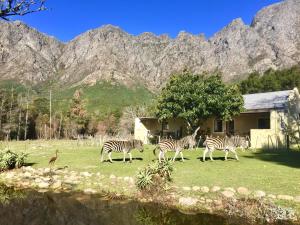 a group of zebras walking in a field with mountains in the background at Franschhoek Country Cottages in Franschhoek