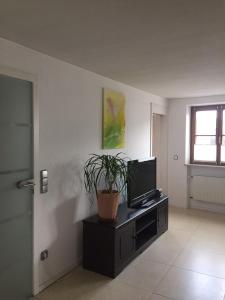 a living room with a tv and a potted plant at Boardinghouse Schnaitheim in Heidenheim an der Brenz