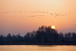 una bandada de aves volando delante de la puesta de sol en Malvy Resort, en Donskoye Pervoye