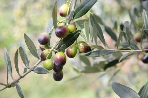 Mynd úr myndasafni af Borgo Guglielmo í Marina di Cecina