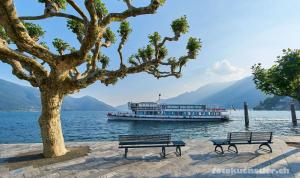 un barco en el agua con dos bancos y un árbol en Ferienwohnung Isabella en Ascona