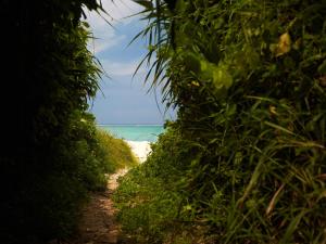 un chemin de terre menant à une plage avec l'océan dans l'établissement Cottage Sea Wind Nakijin, à Nakijin 23 autres photos