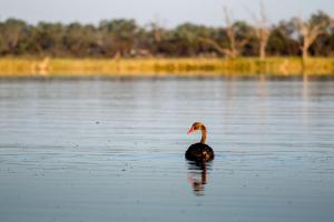 un pato nadando en un cuerpo de agua en Discovery Parks - Lake Bonney, en Barmera