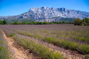 a field of lavender with a mountain in the background at Campanile Prime - Aix-en-Provence Sud - Pont de l'Arc in Aix-en-Provence