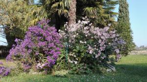 a group of purple and white flowers next to a palm tree at B&B da Miriam in Castelnuovo del Garda