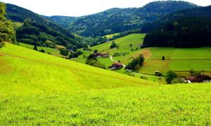 a green hillside with houses in the middle of a field at Gemütliches Haus im Herzen des Schwarzwaldes für bis zu 9 Personen in Elzach