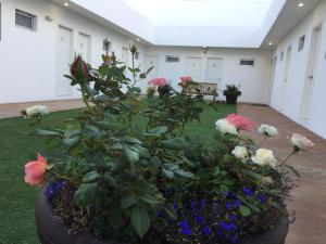 Zahrada ubytování Hotel Baja + 8 fotografií