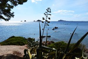 a view of the ocean with a plant in the foreground at Chez Pierre in Santa Maria Navarrese