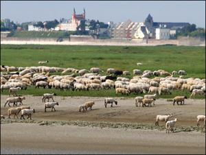 una gran manada de ovejas pastando en un campo en Regard Sur La Baie, en Saint-Valery-sur-Somme