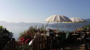 Táj Show homestays közelében