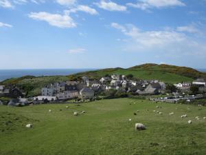 a herd of sheep grazing on a grassy field at Old Vicarage Mortehoe Near Woolacombe 2 x sleeps 4 and 1 x sleeps 10 cottages in Mortehoe