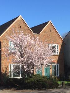 3 Summertown Court في أوكسفورد: شجرة مزهرة أمام مبنى من الطوب