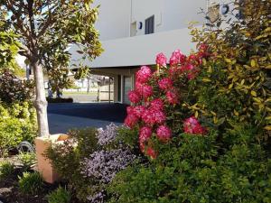 a bunch of pink flowers in front of a building at Bella Vista Motel & Apartments Christchurch in Christchurch