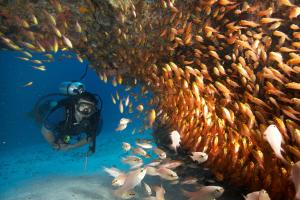 een duiker in de oceaan met een groep vissen bij Zawadi Hotel, Zanzibar in Michamvi