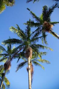 un grupo de palmeras contra un cielo azul en Christie's Inn, en Tzaneen
