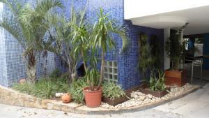 a group of palm trees in front of a blue wall at Platinum Hotel in Sao Paulo