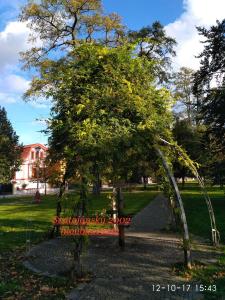 Un árbol en un parque con un banco. en Homestay Poděbrady, en Poděbrady