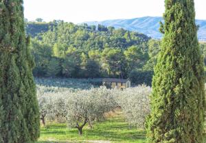 a vineyard with trees and a building in the distance at Agriturismo I Getsemani in Bevagna