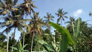 Zahrada ubytování Uma Loris Ubud