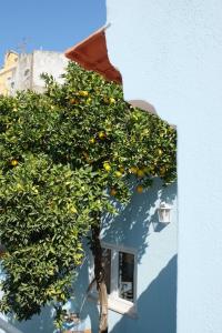 an orange tree in front of a blue building at Proa d'Alfama Guest House in Lisbon