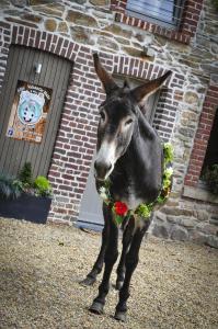 un burro usando una corona de flores parado frente a un edificio en L'anerie de Sourbrodt en Sourbrodt