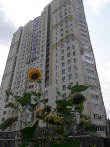 a tall building with a sunflower in front of it at Apartment on Yuvilejnyj avenue in Kharkiv