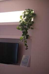 a plant sitting on the wall next to a television at Five Elements Madeira in Funchal